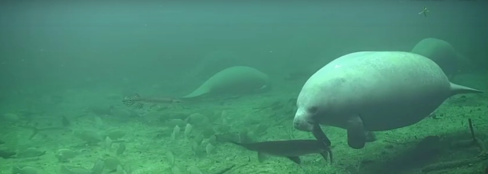 Park Webcams | Florida State Parks